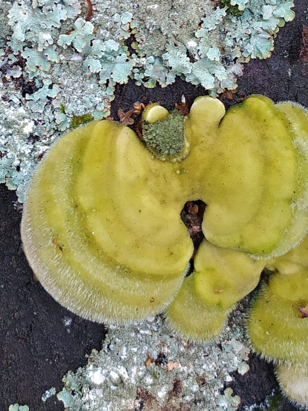 mushroom